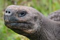 Giant tortoise head, side view. Galapagos, Ecuador Royalty Free Stock Photo