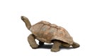 Giant Tortoise Royalty Free Stock Photo
