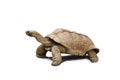 Giant Tortoise Royalty Free Stock Photo