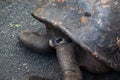Giant tortoise at Isabela Island