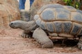 Giant tortoise Royalty Free Stock Photo