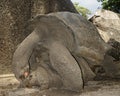 Giant tortoise mating Royalty Free Stock Photo