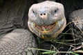 Giant Tortoise - Mouth Open. Galapagos, Ecuador