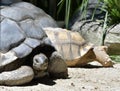 Giant Tortoise And Ploughshare Tortoise In The Back