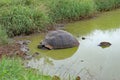 Giant tortoise in a pond, Santa Cruz Island, Galapagos