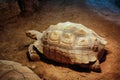The giant tortoise