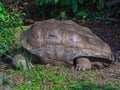 Giant tortoise sleeping on green grass in Taipei zoo, Taiwan.