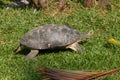 Giant Tortoise walking Royalty Free Stock Photo