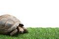 Giant tortoise walking on grass isolated on white background Royalty Free Stock Photo