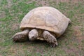 Giant tortoise walking Royalty Free Stock Photo