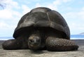 Giant tortoise on La Digue Island, Seychelles Royalty Free Stock Photo