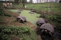 Giant Tortoises