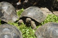 Giant Tortoises - Galapagos - Ecuador