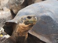 Giant tortoises in the Galapagos Islands, Ecuador: travel and tourism