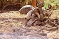 Giant tortoises mating in Darwin Station, Galapagos. Royalty Free Stock Photo