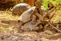 Giant tortoises mating in Darwin Station, Galapagos. Royalty Free Stock Photo