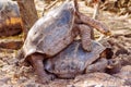 Giant tortoises mating in Darwin Station, Galapagos. Royalty Free Stock Photo