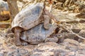 Giant tortoises mating in Darwin Station, Galapagos. Royalty Free Stock Photo