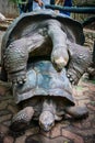 Giant tortoises mating Royalty Free Stock Photo