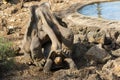 Giant Tortoises from the Galapagos, Ecuador