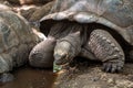 Giant tortoises from Zanzibar in mud Royalty Free Stock Photo