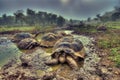 Giant tortoises in a muddy pond inside Alcedo volcano crater, Isabela Island, Galapagos Royalty Free Stock Photo