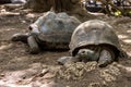 Giant tortoises from Prison Island sanctuary Royalty Free Stock Photo