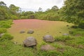 Giant Tortoises in a Shallow pond covered with colorful pond wee