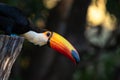 Giant toucan also known as toco toucan Ramphastos toco looking around. Royalty Free Stock Photo