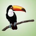 Giant toucan on the branch Royalty Free Stock Photo