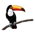 Giant toucan on the branch Royalty Free Stock Photo