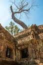 A giant tree on the atient old Ta Phrom Temple, Angkor Wat, Cambodia Royalty Free Stock Photo