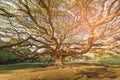 Giant tree in botanic garden tropical jungle Thailand Royalty Free Stock Photo