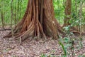 A giant tree with buttress roots in the forest, Costa Rica