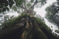 Giant tree downview gloomy. Generate Ai Royalty Free Stock Photo