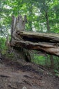 A giant tree fell down in forest Michigan