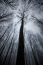 Giant tree in a forest with fog on Halloween Royalty Free Stock Photo