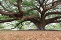 Giant Tree in Garden