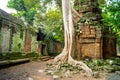 Giant tree with giant roots growing on Taprom temple & x28; Tom ridder Temple & x29; in Siem reap city. Cambodia