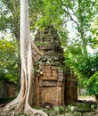 Giant tree with giant roots growing on Taprom temple & x28; Tom ridder Temple & x29; in Siem reap city. Cambodia