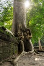 Giant tree with giant roots growing on Taprom temple & x28; Tom ridder Temple & x29; in Siem reap city. Cambodia