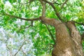 Giant Tree green fresh nature in park landscape background Royalty Free Stock Photo