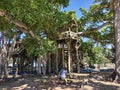 Giant Tree House Aguada Puerto Rico