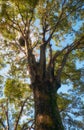 The giant tree in the Imperial Palace garden. Tokyo. Japan Royalty Free Stock Photo