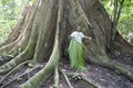 Giant buttress root tree in Jungle of Brazil. A man in the foreground gives an idea of how huge the tree is. Royalty Free Stock Photo