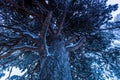 Giant tree line in Jukkasjarvi, Sweden