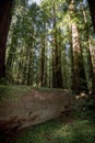 Giant tree log in a forest grove of Redwood trees in Redwood National Park California Royalty Free Stock Photo