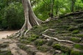 Giant tree with long root on the ground around angkor wat temple area Royalty Free Stock Photo