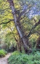 Giant tree in Mediterranean rainforest Royalty Free Stock Photo