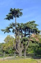 Giant tree in public garden of Barcelona